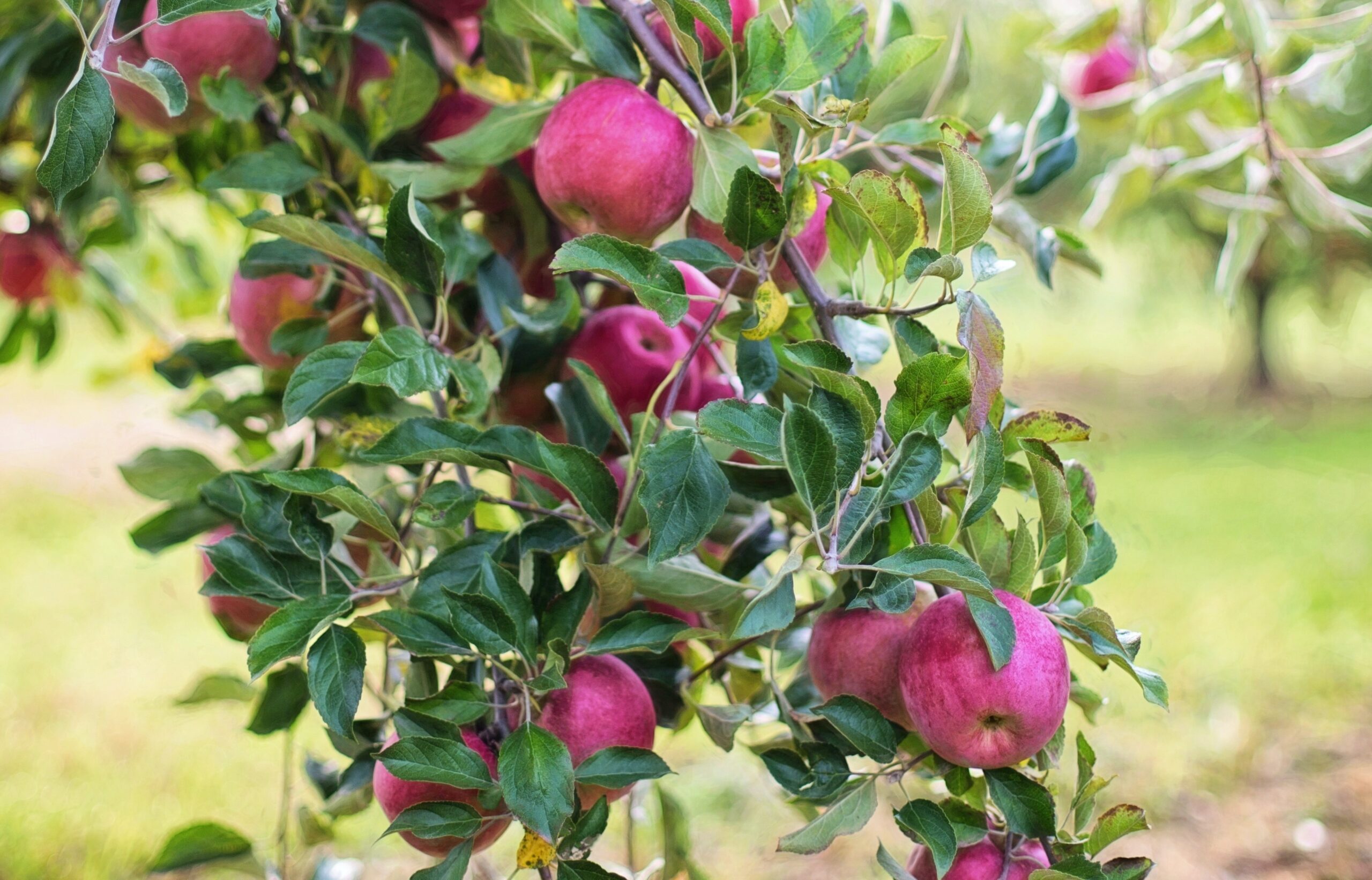 appelbooom met rijpe appels