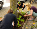 bewoners zetten plantjes bij boomspiegel