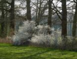 bomen en diverse struiken in de lente