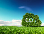 Boom met blauwe achtergrond en CO2 uitgesnoeid
